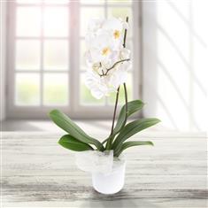 Phalaenopsis Orchid colours vary