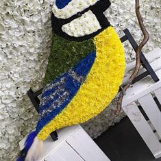 blue tit bird